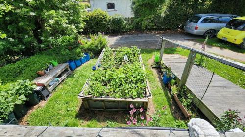 a garden with some plants in a yard at Guest Suite with private entry own kitchen and bathroom in Oamaru