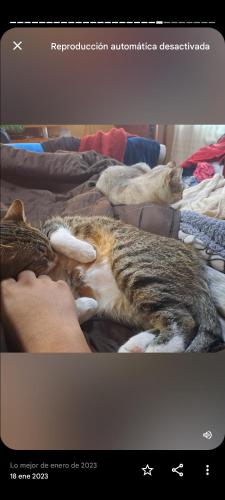 Άλλα ζώα σε αυτό το διαμέρισμα ή στη γύρω περιοχή