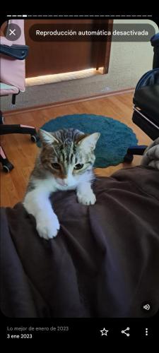 Κατοικίδιο ή κατοικίδια επισκεπτών που μένουν στο Magic