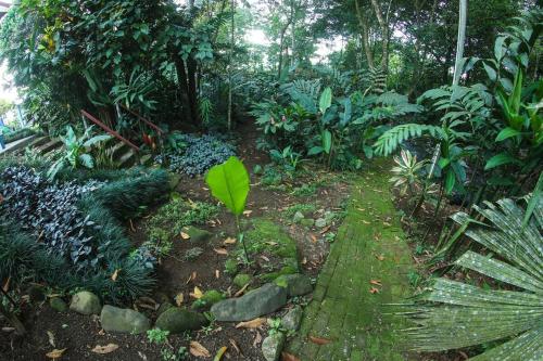 a garden with a green plant in the middle at Loft Arenal, Pool & Hot Springs in Fortuna