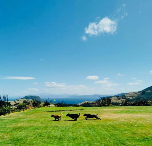 four cows walking in a field of grass at Hilltop Whakaipo Estate in Taupo