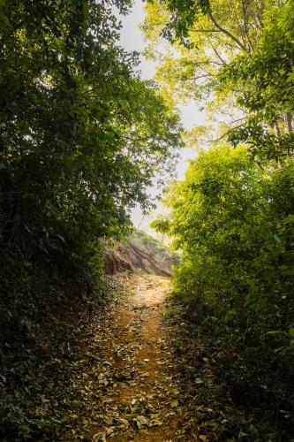 a dirt road in the middle of trees at jungle view resort in Mananthavady