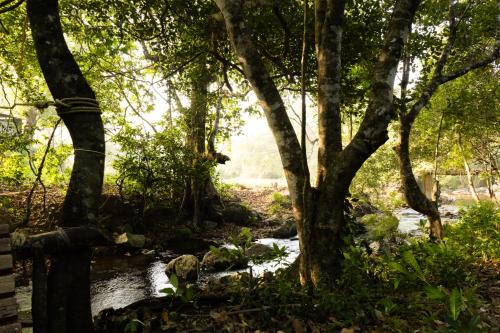 a stream in a forest with trees at jungle view resort in Mananthavady