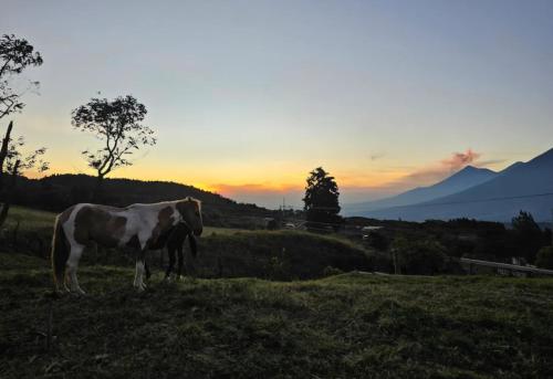 a horse standing in a field at sunset at Hacienda Tierra de Fuego Pacaya in Escuintla