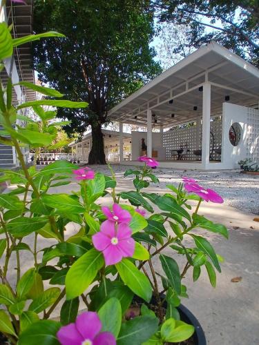 a bush with pink flowers in front of a building at ฮัก ณ หนองคายโคซี่วิลล์ Hug Na Nongkhai Cozy Ville in Nong Khai