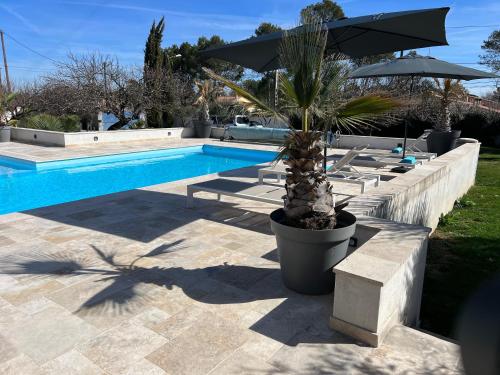 un palmier dans un pot à côté d'une piscine dans l'établissement Villa Rougiers - Maison climatisée avec piscine, à Saint-Maximin-la-Sainte-Baume