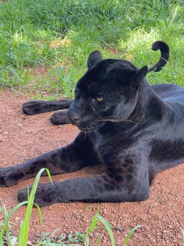 a black cat laying down on the ground at Simba Safaris African Pride Exotic Lodge in Lephalale