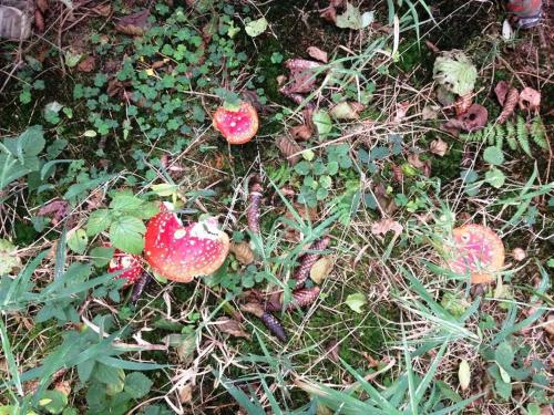 a group of mushrooms on the ground in the grass at Ferienwohnung Waldblick in Bad König
