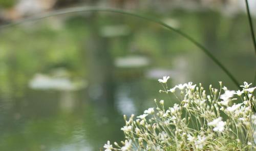 a plant with white flowers in front of a body of water at Vila Dunavski Raj in Golubac