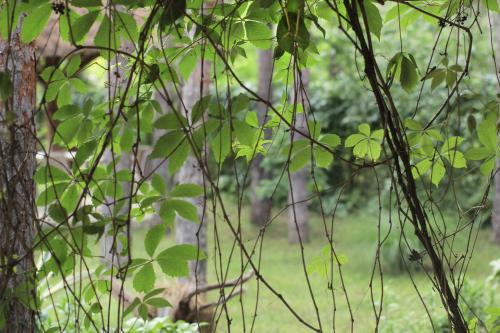 a group of green leaves on a tree at Vila Dunavski Raj in Golubac