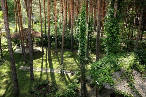an overhead view of a forest with trees and plants at Vila Dunavski Raj in Golubac