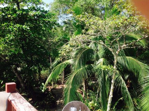 a palm tree in the middle of a forest at Casa Manglar Villa in Puerto Jiménez
