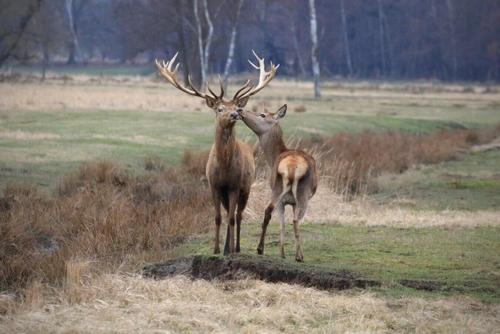 two deer standing next to each other in a field at Apartmány Selský dvůr in Třebeň