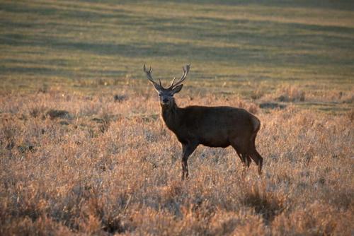 a deer standing in a field of tall grass at Apartmány Selský dvůr in Třebeň