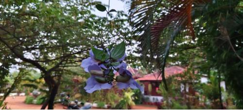a purple flower hanging from a tree in a park at Niyati Home Stay in Gokarna