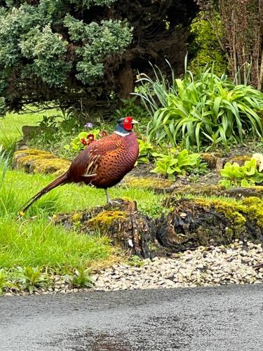 a bird standing on the side of a road at The Stables East Lodge Country House in Great Rowsley
