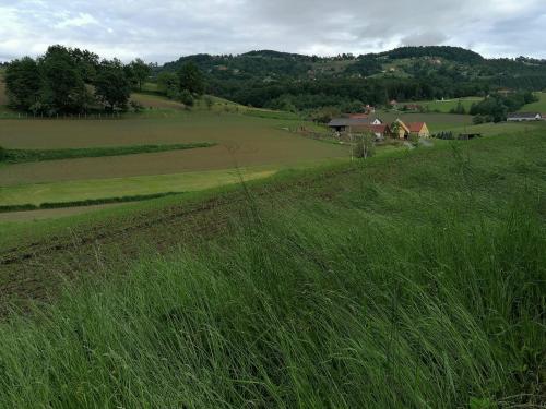 a field of green grass with a farm in the background at am Jaukhof Familie Stiendl in Neudorf im Sausal