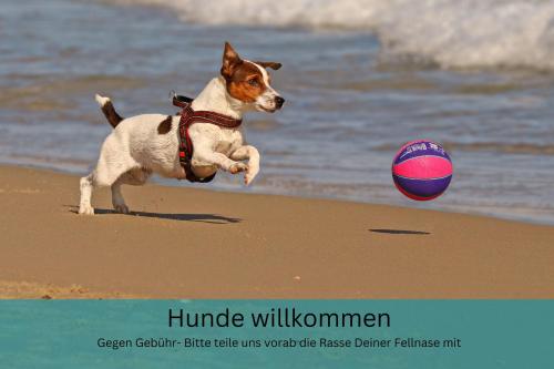 a dog playing with a ball on the beach at Appartement "Strandhöhle" - für die kleine Familie mit einem Kind in Binz