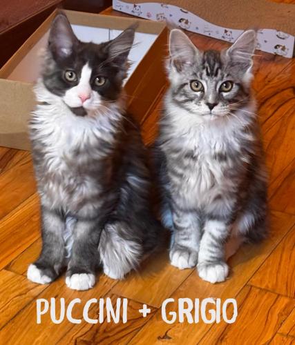 two cats are sitting next to a box at Ferienwohnung Fortuna del Lupo mit Pool und Aussicht in Subbiano
