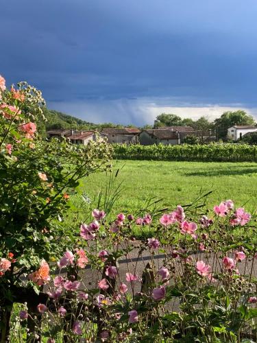 a garden with pink flowers in a green field at Casa del Grivò - Alloggio Luna in Canal di Grivo