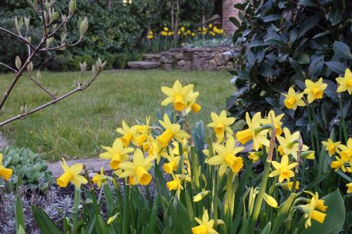a garden of yellow daffodils in a yard at One Holyrood Hotel & Cafe in Newport