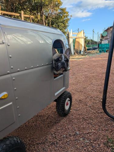 a dog sticking its head out the window of a silver van at あさひシーサイドコテージ in Asahi