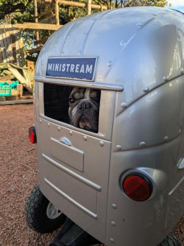 a pug dog sticking its head out of a motorcycle at あさひシーサイドコテージ in Asahi