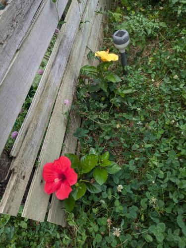 a red flower sitting on top of a wooden bench at あさひシーサイドコテージ in Asahi