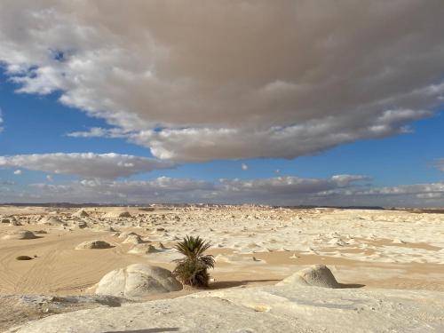 a desert with rocks and a plant in the sand at Safari Camp Bahariya Oasis in Bawiti
