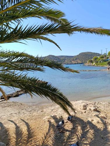 a group of birds sitting on a beach near the water at Anatoli's Apartment in Artemida