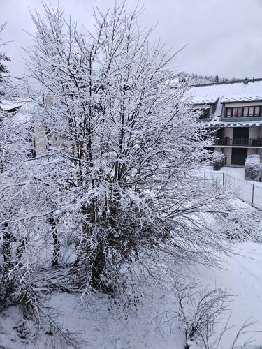 un arbre recouvert de neige devant un bâtiment dans l'établissement Studio pied des pistes, à Villard-de-Lans