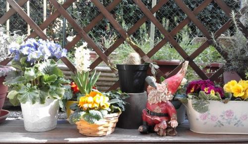 um grupo de vasos de plantas e flores em baldes em La Tana del Nano em Ancona