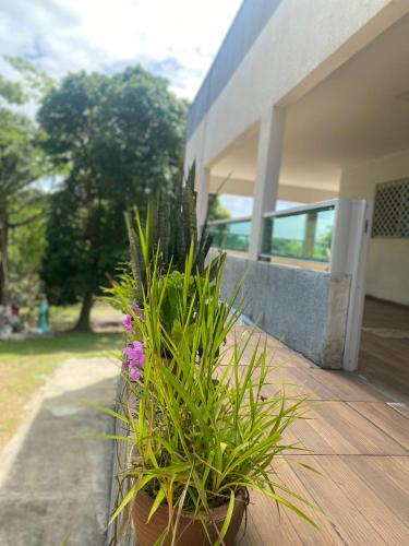 a potted plant sitting on a porch of a house at Granja Vale das Águas in Igarassu
