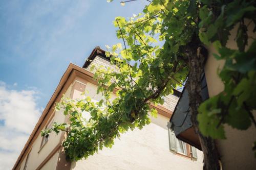 Κήπος έξω από το Weingut und Gästehaus Holger Alt