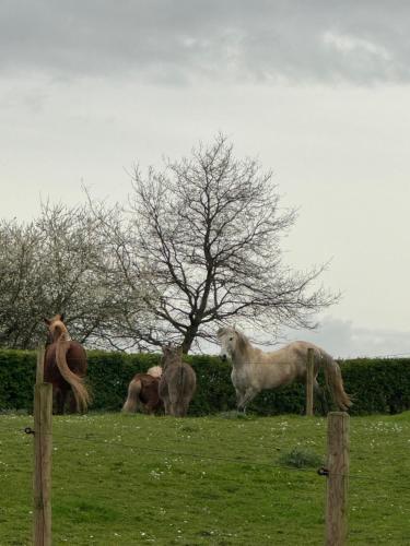 a group of horses standing in a field at Countryhouse Zuid-Limburg in Nuth