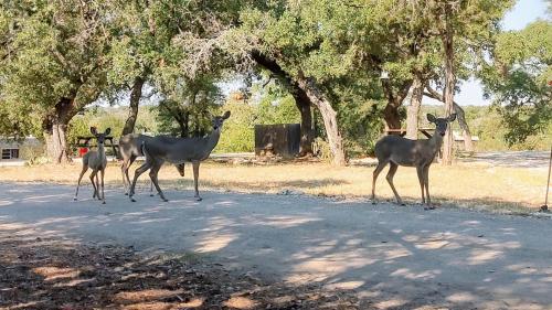 three deer standing in the middle of a road at Boulderdash Birdhouse Studio in Bandera
