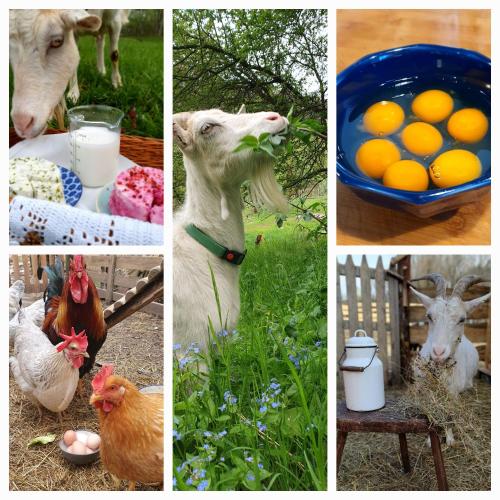 a collage of pictures of animals and eggs and chickens at Csacsiország Vendégház in Nógrádsáp