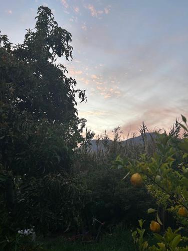 a field of orange trees with the sunset in the background at Cabaña Refugio campestre in Rinconada de Silva
