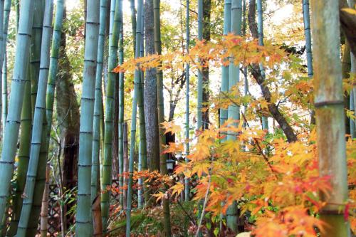 a grove of bamboo trees in the fall at 森のかくれ宿シープ in Imazu