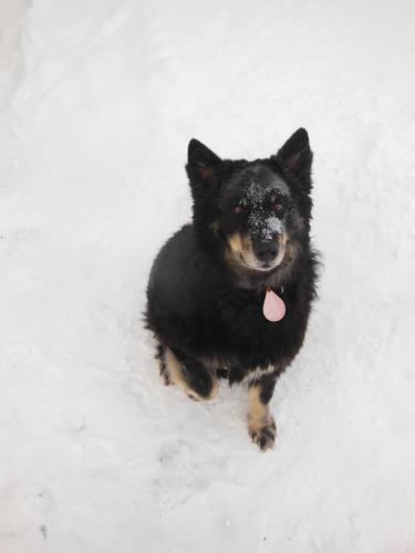a black dog sitting in the snow at Maalaiskartano Pihkala in Kestilä