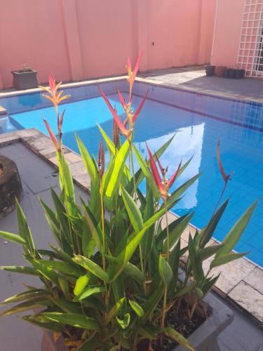 a plant in front of a swimming pool at Casa Rosa Suítes 5 min de caminhada da PRAIA DA PONTA NGRA in Manaus