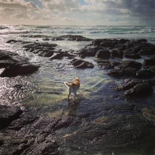 a dog standing in the water on a rocky beach at The Beach Oasis ~ Dune in Kingscliff
