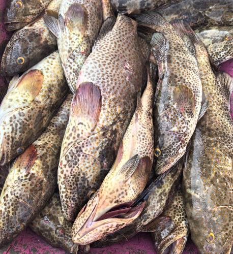 a pile of fish sitting next to each other at NatureLand Beach Villa in Ḩabshān