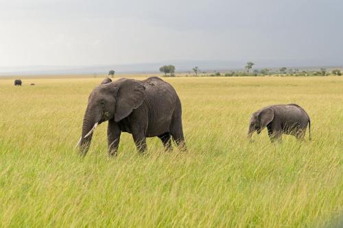 Galería fotográfica de Muthu Keekorok Lodge, Maasai Mara, Narok en Keekorok