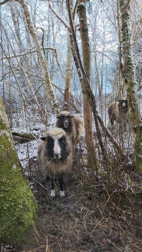 two sheep standing on a trail in the woods at Viikingite küla in Saula