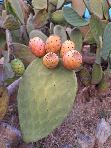 a green prickly pear plant with balls on it at Agriturismo Piccolo Paradiso in Riparbella