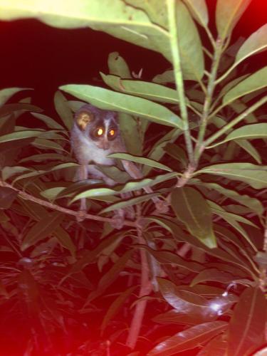an owl is peeking out from the branches of a tree at MARGOSA MOUNTAIN VILLA in Galewela
