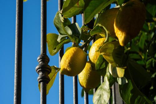 a bunch of lemons hanging from a lemon tree at 15 miles to Rome - Affitti Brevi Italia in Riano