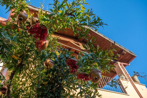 a tree full of pomegranates in front of a house at 15 miles to Rome - Affitti Brevi Italia in Riano
