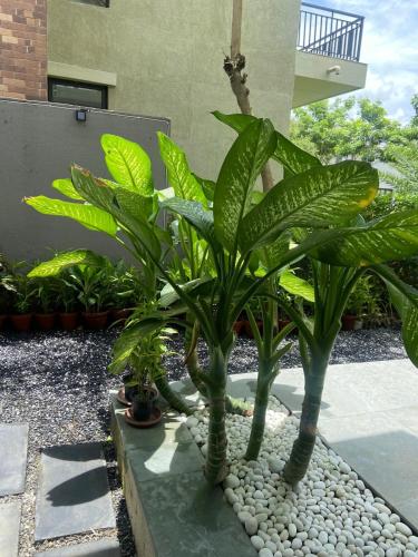 a group of plants in a garden with rocks at A perfect place to be in nature in Kolkata